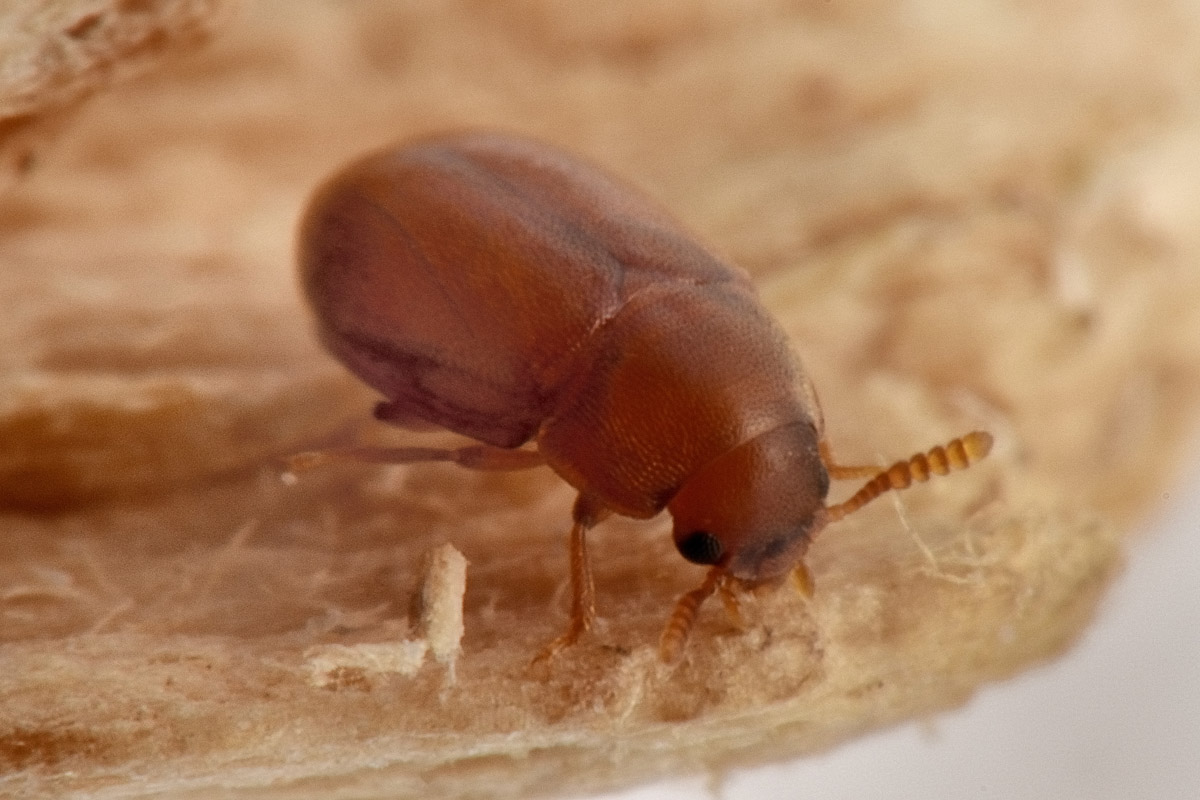 Tenebrionidae: Pentaphyllus testaceus